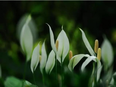 新房装修：史上最全的吸毒植物 ·除甲醛必备