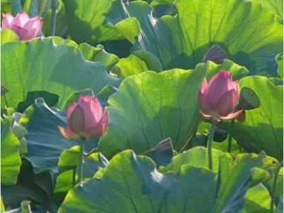 夏天装修应该注意什么，夏季装修房子好不好？